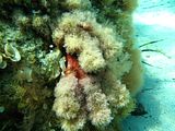 4 – Dettaglio di un tallo per gran parte epifitato da corallinacee articolate